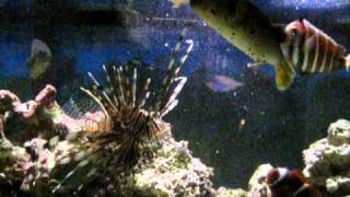 Lionfish vs Dogface Puffer during feeding time [upl. by Coopersmith]