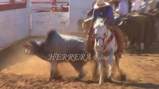 coleadero en rancho el relicario 482017 [upl. by Gabriell]