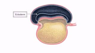 General Embryology  Detailed Animation On Embryonic Folding [upl. by Gratia251]