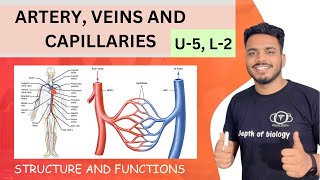 structure and function of artery veins and capillaries  artery veins and capillaries differences [upl. by Ayidan449]