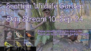 Day Stream September 10th 2024  Bird Feeders Wildlife Cameras Scotland UK from SWG [upl. by Raskind]