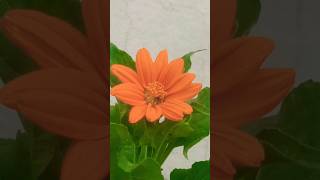 Tithonia flowerHow to grow tithonia flowershortvideo trending [upl. by Aimit716]