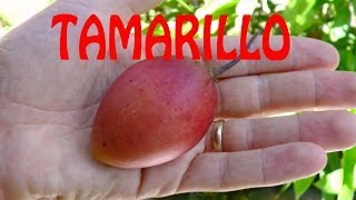 How to open and eat Tamarillo [upl. by Roland276]