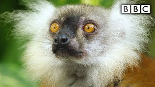 Lemurs get high  Spy in the Wild  BBC [upl. by Nageet]