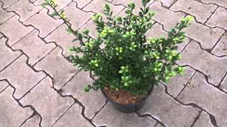 Ilex crenata Dark Green [upl. by Aierbma]