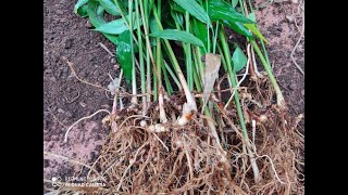 Growing GalangalThai Ginger गलंगल [upl. by Darelle]