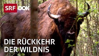 Reno Sommerhalder – Die Rückkehr der Wildnis in der Schweiz  Doku  SRF Dok [upl. by Gobert484]