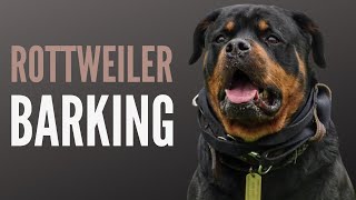 Rottweiler barks on command [upl. by Rossner]