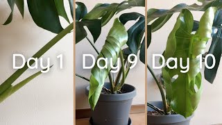 How to Divide Monstera  Monstera Propagation  How to Propagate Monstera  Monstera Deliciosa [upl. by Ingalls]