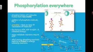 Phosphorylation 2016 IB Biology [upl. by Nybor413]