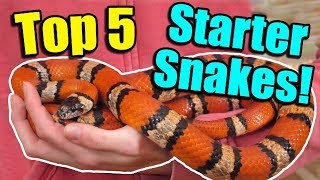 The Top 5 BEST Beginner Snakes [upl. by Amsirahc22]