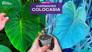 How to care for Colocasia Taro plants in winter [upl. by Jeunesse]