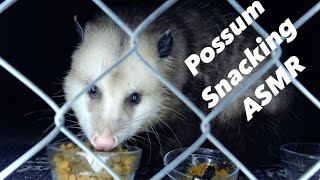 Cute Possum ASMR to Eat Trash amp Relax to [upl. by Aropizt]