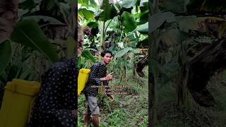 Insecticide and Fungicide combination Banana Farming kaushikvlogs shorts agriculture [upl. by Notxed]