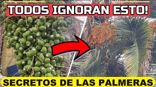 🌴Si Tienes PALMERAS Debes Ver Este VÍDEO🌴La Mayoría IGNORA ESTO [upl. by Nadaha]