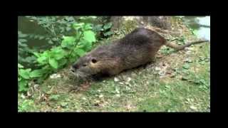 Le ragondin Myocastor coypus [upl. by Yerffoeg]