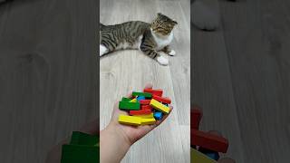 Cat Barsik Domino🟥 🖍 Reverse Video reversevideo marblerunandmore cat funny [upl. by Vaden]