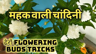 Double ChandniCrepe Jasmine flowering tricks amp plant care [upl. by Broeker]