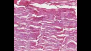 Shotgun Histology Dense Regular Connective Tissue [upl. by Nytsirc]