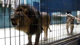 Lions Roaring at the Berlin Zoo [upl. by Oyr]