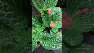 Episcia Cupreata Flame Green plants nature indoorplants garden [upl. by Nadab]