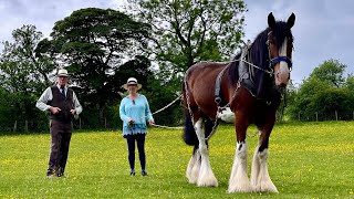 SHIRE HORSE EXPERIENCE DAY  SHROPSHIRE HILLS AONB [upl. by Ahsinid]