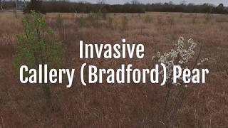 Invasive Callery Bradford Pear [upl. by Aicinoid587]