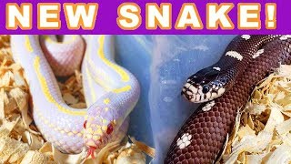 HOW TO SET UP CALIFORNIA KINGSNAKES [upl. by Allrud]