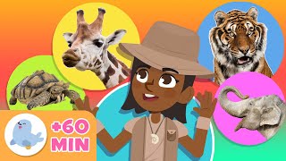 Los ANIMALES para niños 🦓🐯 Recopilación 🐬🐘 LEÓN PINGÜINO TORTUGA ABEJA JIRAFA [upl. by Sitnalta]