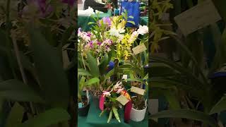 Mini Orchid show at the shopping centre caboolture [upl. by Nerrual]