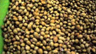 coriander seeds benefits [upl. by Iggy211]