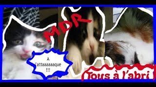 CHATON ACTION REACTION ATTENTION DANGER TOUS AUX ABRIS [upl. by Allehs]