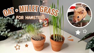 How I Grew Plants For My Hamster  Oat and Millet Grass [upl. by Rehpetsirhc]