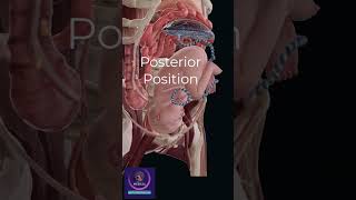 Baby Posterior Position in Mothers womb  Gynecology amp Obstetrics [upl. by Sadella]