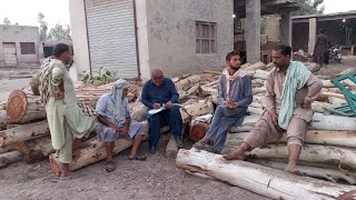 Ali Zai Balochistan Ki Gadi Rawana Dekhen motivation fruit apple nature labour wood garden [upl. by Ahsekat773]