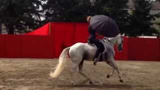 Dressage Artistique  Jenny danse singing in the rain  Tarbes [upl. by Assirrem]