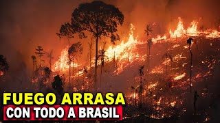 ¡Brasil bajo el fuego Voraz desastre está pasando en Brasil que ni los animales se salvan [upl. by Augustus]