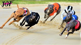 Greyhound racing  These dogs run 75 kmH💥 [upl. by Rambow374]