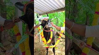 ANBU😈the King😱jallikattubull jallikattubull cattle cow bull jallikattu love [upl. by Arlynne202]