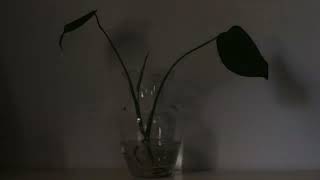 Monstera Deliciosa water propagation leaf unfurling time lapse [upl. by Ahsilra]