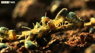 The Giant Anteater and the Termites  Secrets of our Living Planet  Episode 2  BBC Two [upl. by Atteniuq]