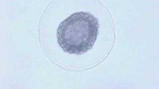 Amphioxus embryonic development [upl. by Halda]