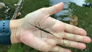 Water Scorpion [upl. by Elledoj]