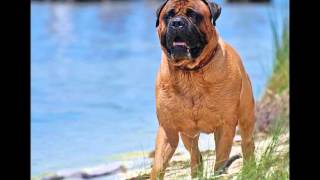 Bullmastiff vs Pitbull [upl. by Adorne]