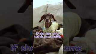 Buttercup would rather stay home starboxdachshunds youtubecreators youtubehighfive [upl. by Bagger]