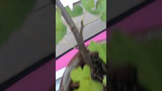 Four Fig Cuttings Become Fig Trees in the YouTube Short Video youtubeshorts [upl. by Zephan403]