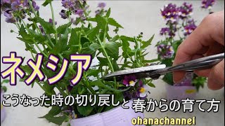 【ネメシア】伸びてしまった時の切り戻しと、失敗しない！春からの育て方 Nemesia Cutting back and how to grow from spring [upl. by Jacquenetta]