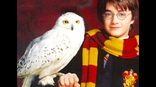 Hedwigs Theme Harry Potter  Virtuosic piano Vasco Dantas  J Radnich [upl. by Ester]