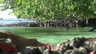 Exploring The Solomon Islands [upl. by Adelheid]