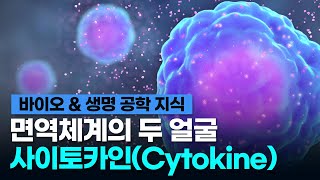 바이오 amp 생명 공학 지식 면역 체계의 두 얼굴 사이토카인Cytokine [upl. by Ojaras]